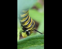 Caterpillar eats the flower of a plant 