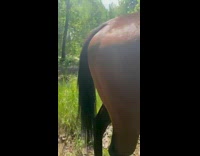 Collab BitchMP - Horse hits girl with black tail
