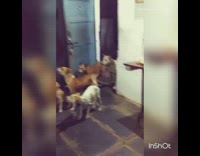woman feeds stray dogs inside house doorway