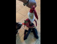 Cat sniffs elf plushy toy on floor