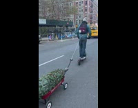 Collab WINY - Guy drives scooter and pulls christmas tree at the back 