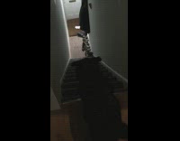 Dog take and deliver back mail downstairs 