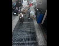 Collab WINY - Three goats eat hay on the sidewalk