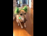 Blonde Dog Wears Green Saint Patrick's Day Outfit