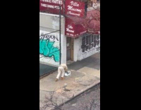 Collab WINY - Man push block of ice on street 