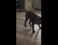 Dog jumps on baby after it tries to hit