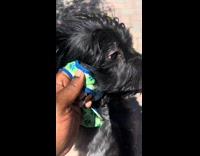 Guy carrying black dog misbehave 