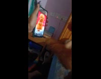 Dog watches another poodle on the phone