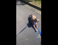 Dog doesnt want to walk crawls on floor 