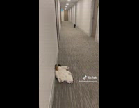 Jolly Cat Rolls and Lays on Hallway Floor