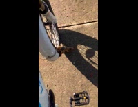 Squirrel approaches filmer climbs bike and shoes