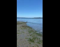 Black dog uses surf board at beach