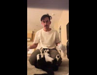 Man wipes paws of cat with tissues