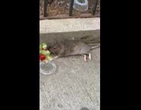 Fat rat sits next to salad and water 