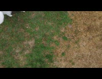 Dog trying to reach flying drone 