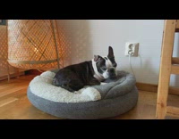 Collab DailyDoseOfInternet - French Bulldog Only Likes Macarena Song 