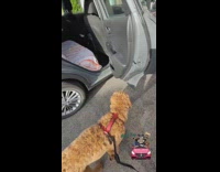 Dog jumps into red car in backseat