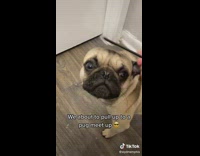 Pug goes to dog meet up finds girlfriend