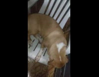 Brown dog sleeps on white chair drools 