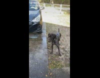 Collab Clips mpugc - Dog jumps into and dents garage door