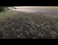 Thomas Green tributes and trinkets on tree