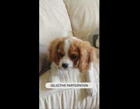 Brown dog lays on couch selective participation 