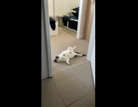 Grey white cat sleeps back legs spread 