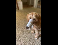 Small brown dog bites cardboard tube nose 