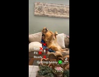 Dog Leans on Kid and Squeezes Him