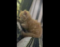 Small kitten licks curtain 