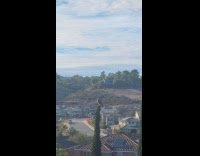 Crow flies around hawk stand on tree