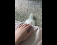 White cat tries to catch hand bed