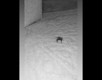 Black spider walks carpet jumps at person 