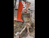 Giraffe mask on tree 