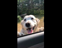 Dog greet owner lean on car window