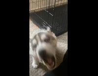 Breakfast dog doesnt want to eat its food