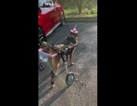 Paralyzed dog walks with wheels