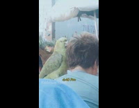 Green bird sits shoulder blue shirt lady 