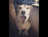 White dog with brown face yawning