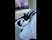 Pet cat sneezes and licks snot out of its nose