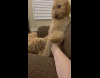 Dog put paw over owner hand couch