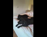 Two dogs on bed watches Ice Age