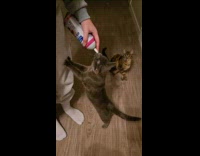 Cat licking off whipped cream on nose