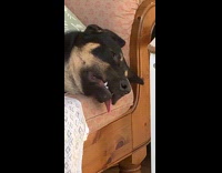 Black dog tongue out wiggling while sleeping