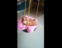 Orange cat lick kitten while on swing