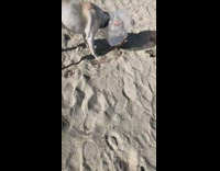 Submitter Walks Dog on Beach and Founds Mannequin