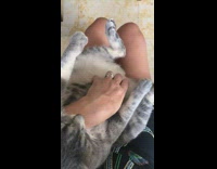 Grey white cat sits upright girl lap 