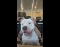 White dog ears dancing left right 