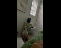 Dog asks for vitamins at 7am 