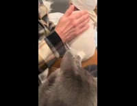 Cat with paw on baby back